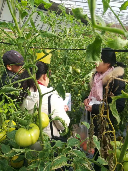 筑牢舌尖安全防线 耀州区农检中心强化农产品质量监管纪实