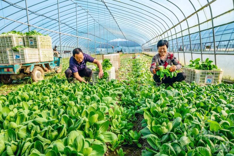 江苏南京:乡村菜园成大湾区&ldquo;菜篮子&rdquo;生产基地